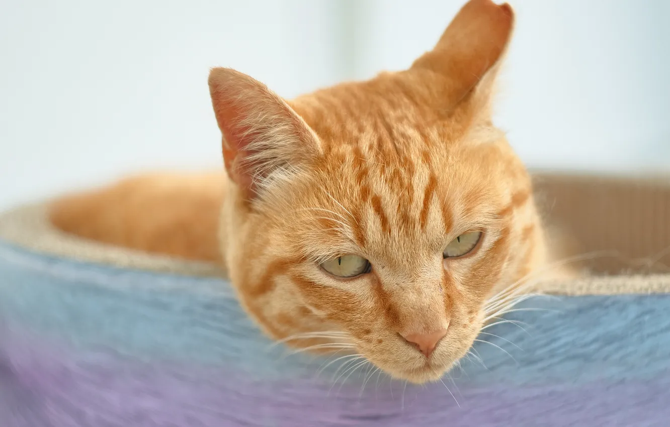 Photo wallpaper cat, look, red
