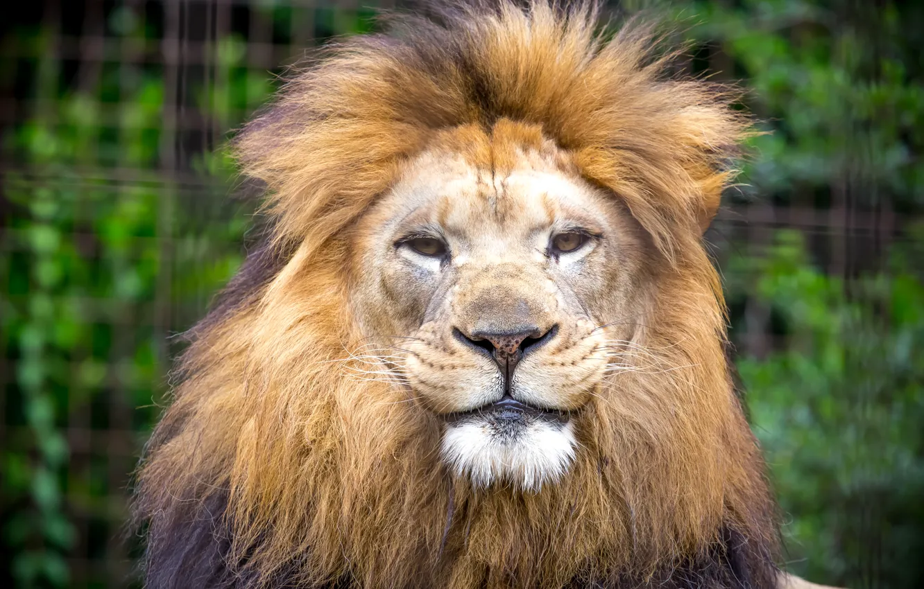 Photo wallpaper look, predator, Leo, mane, the king of beasts