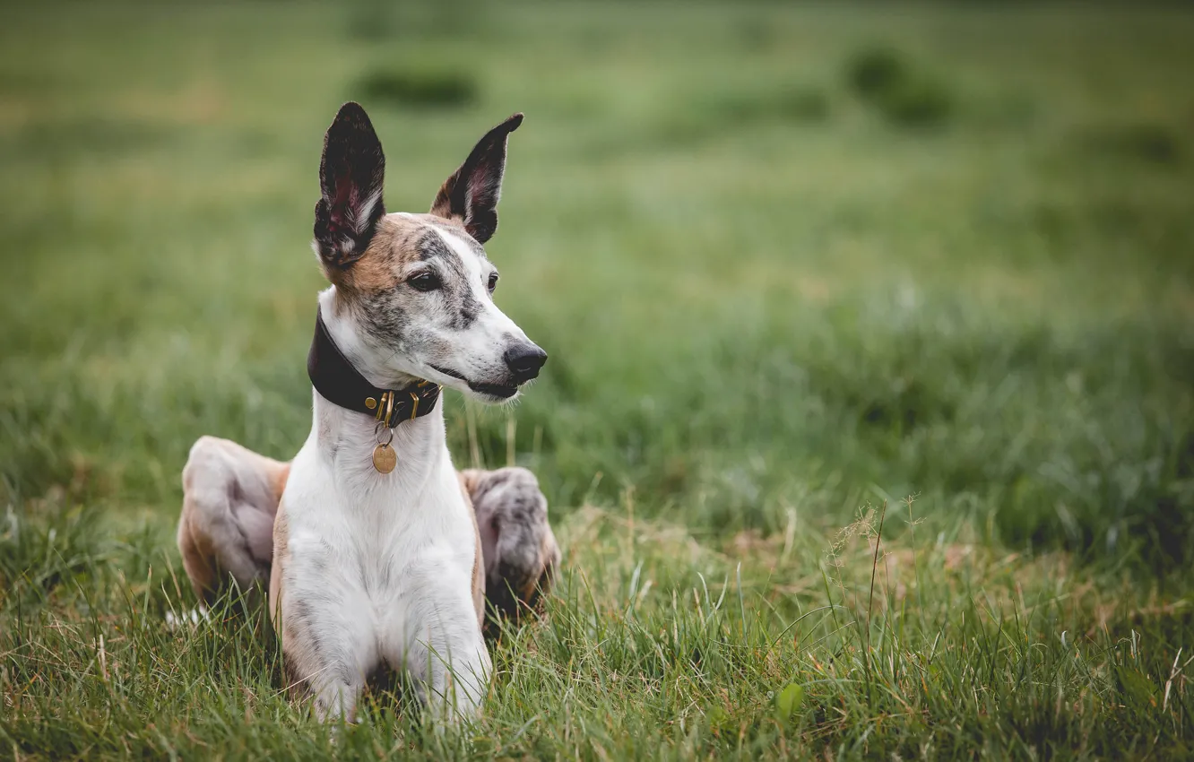 Photo wallpaper dog, medal, collar