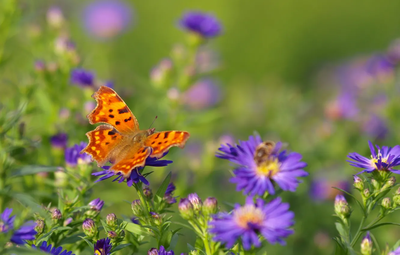 Photo wallpaper field, flowers, bee, butterfly, wings, meadow, insect