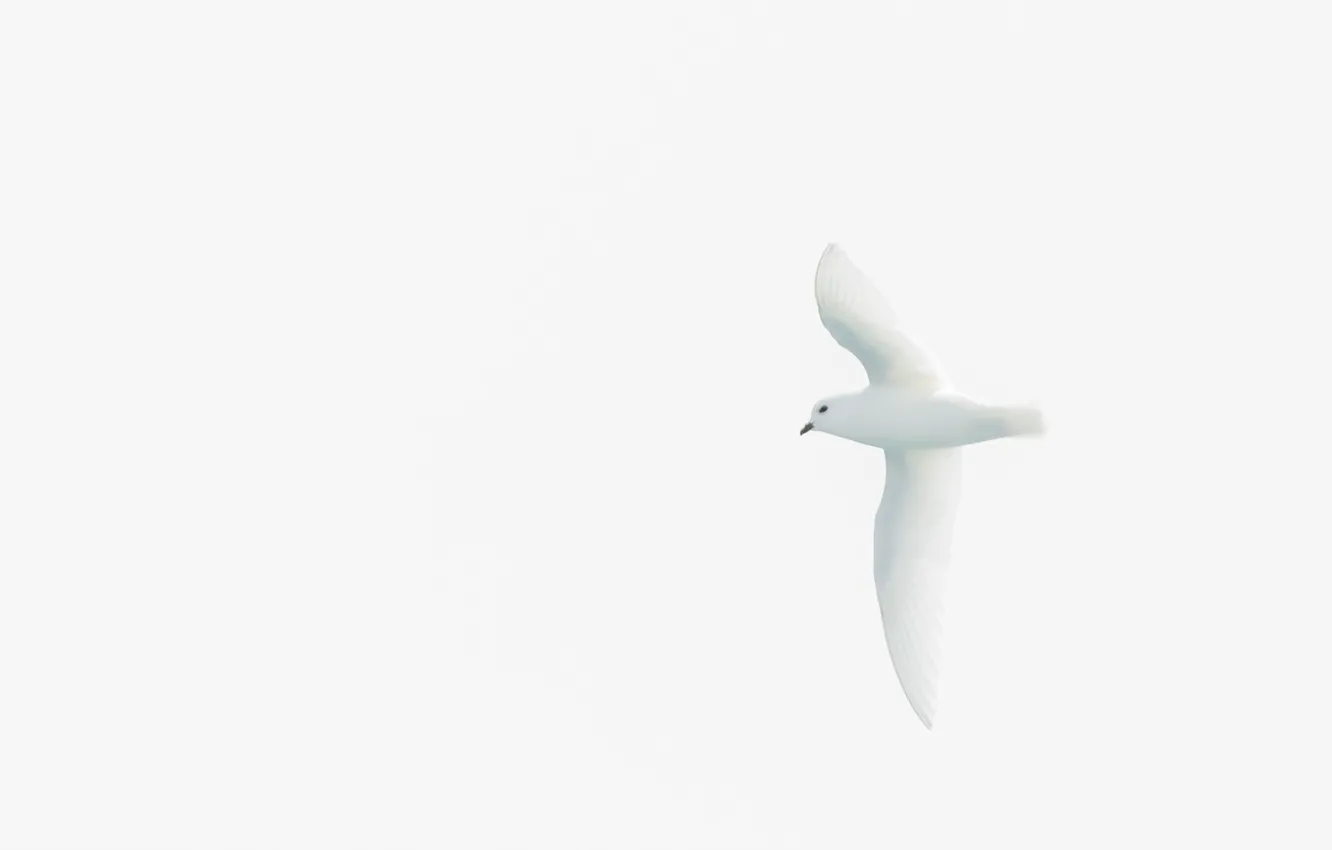 Photo wallpaper the sky, flight, bird