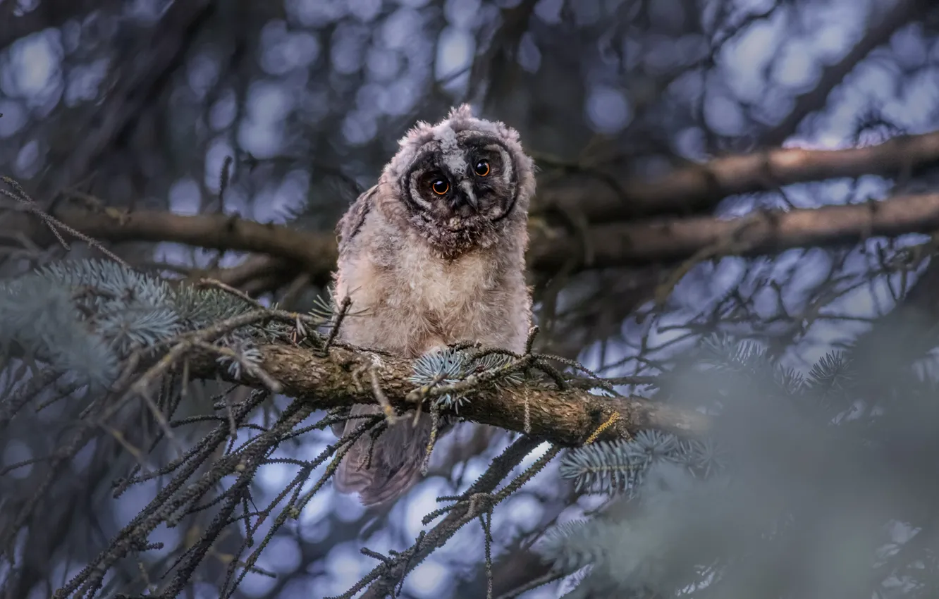 Photo wallpaper look, trees, branches, owl, bird, spruce, needles, Chicks