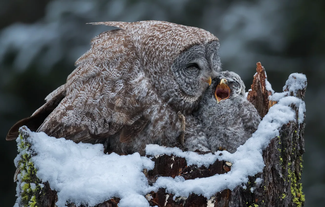 Photo wallpaper winter, snow, background, owl, bird, stump, beak, baby