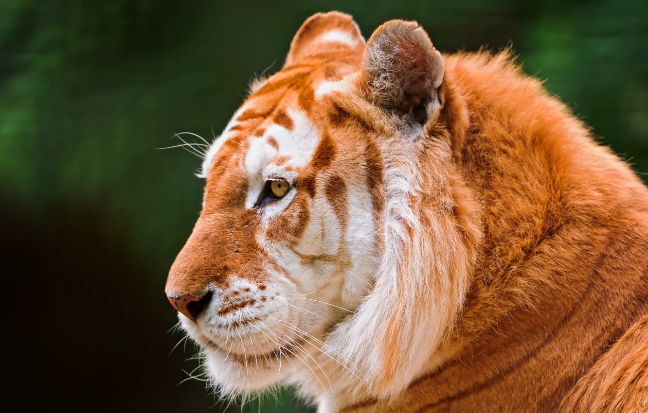 Photo wallpaper cat, face, tiger, ©Tambako The Jaguar, Golden tiger