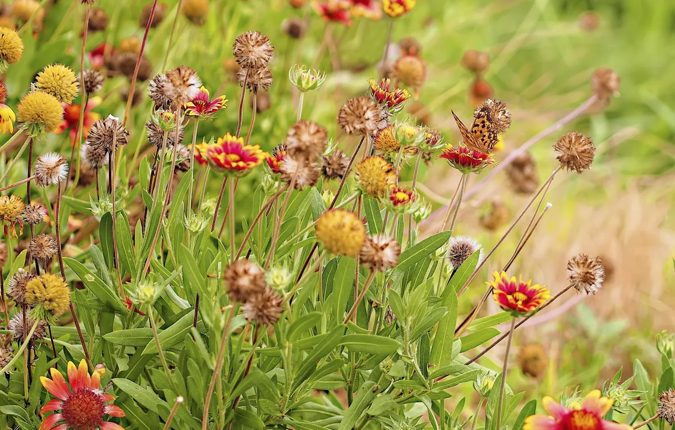 Photo wallpaper summer, grass, flowers, butterfly, seeds