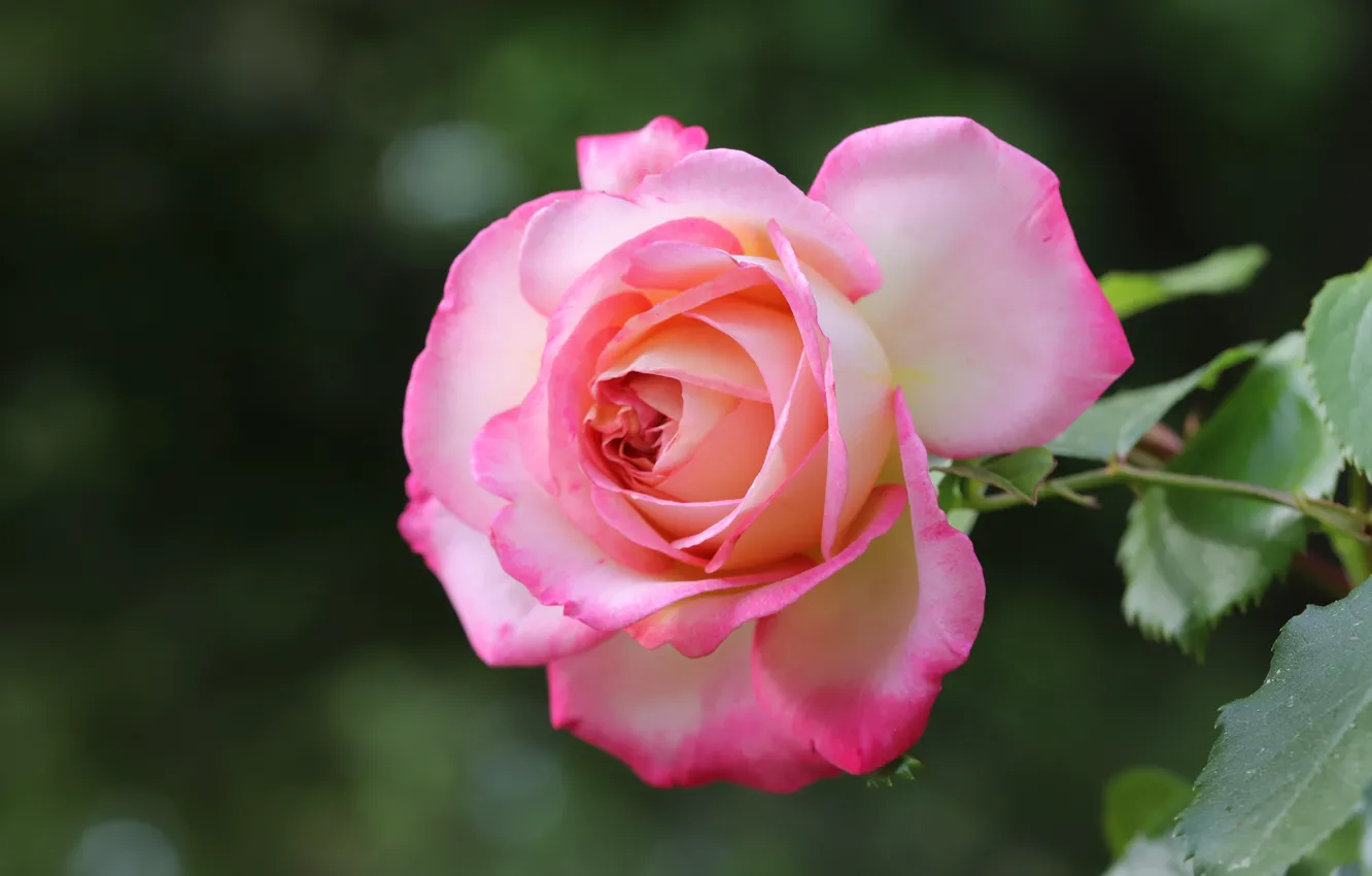 Photo wallpaper macro, flowers, background, roses, pink, bokeh