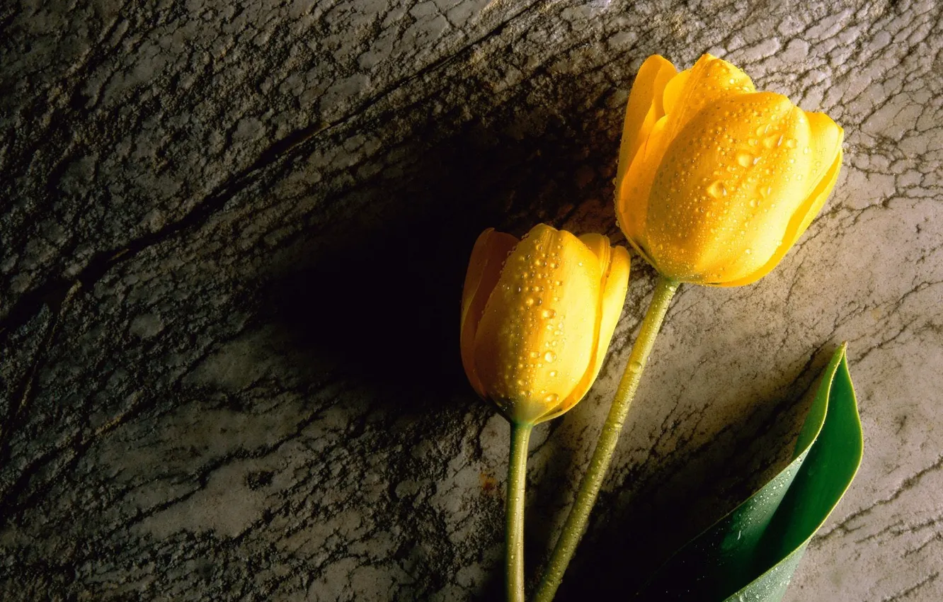 Photo wallpaper drops, yellow, tulips