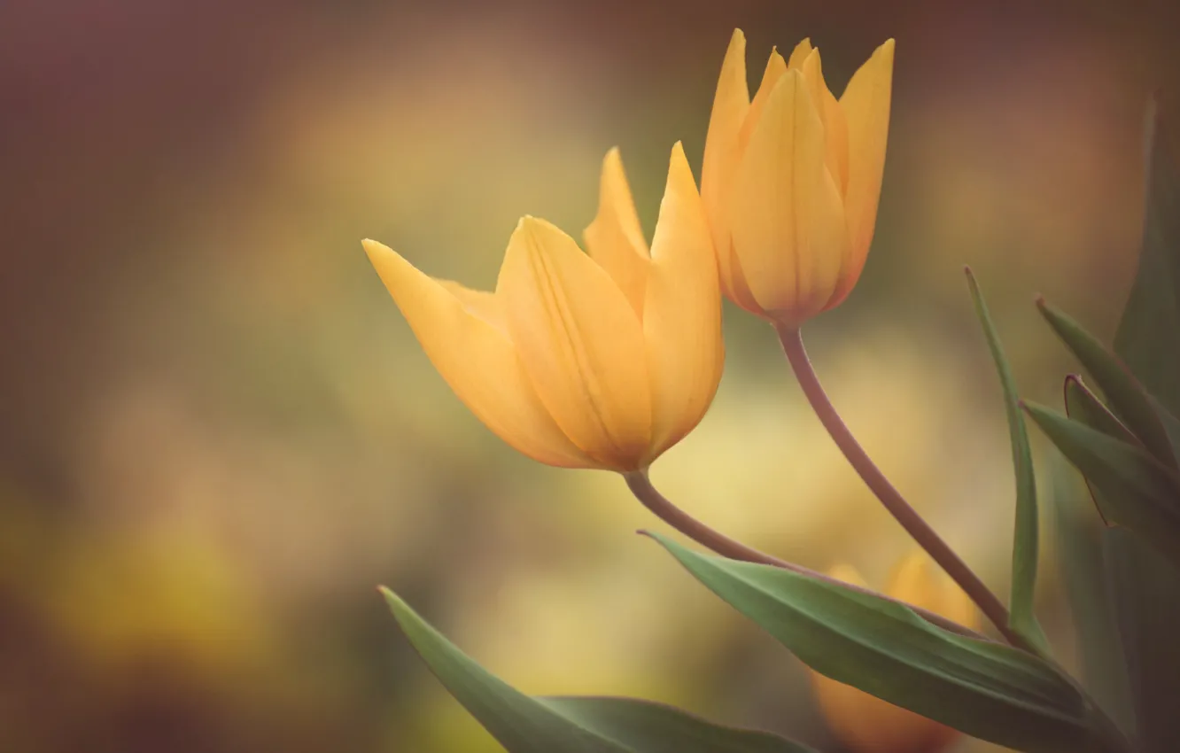 Photo wallpaper background, petals, tulips, Duo, buds, yellow tulips