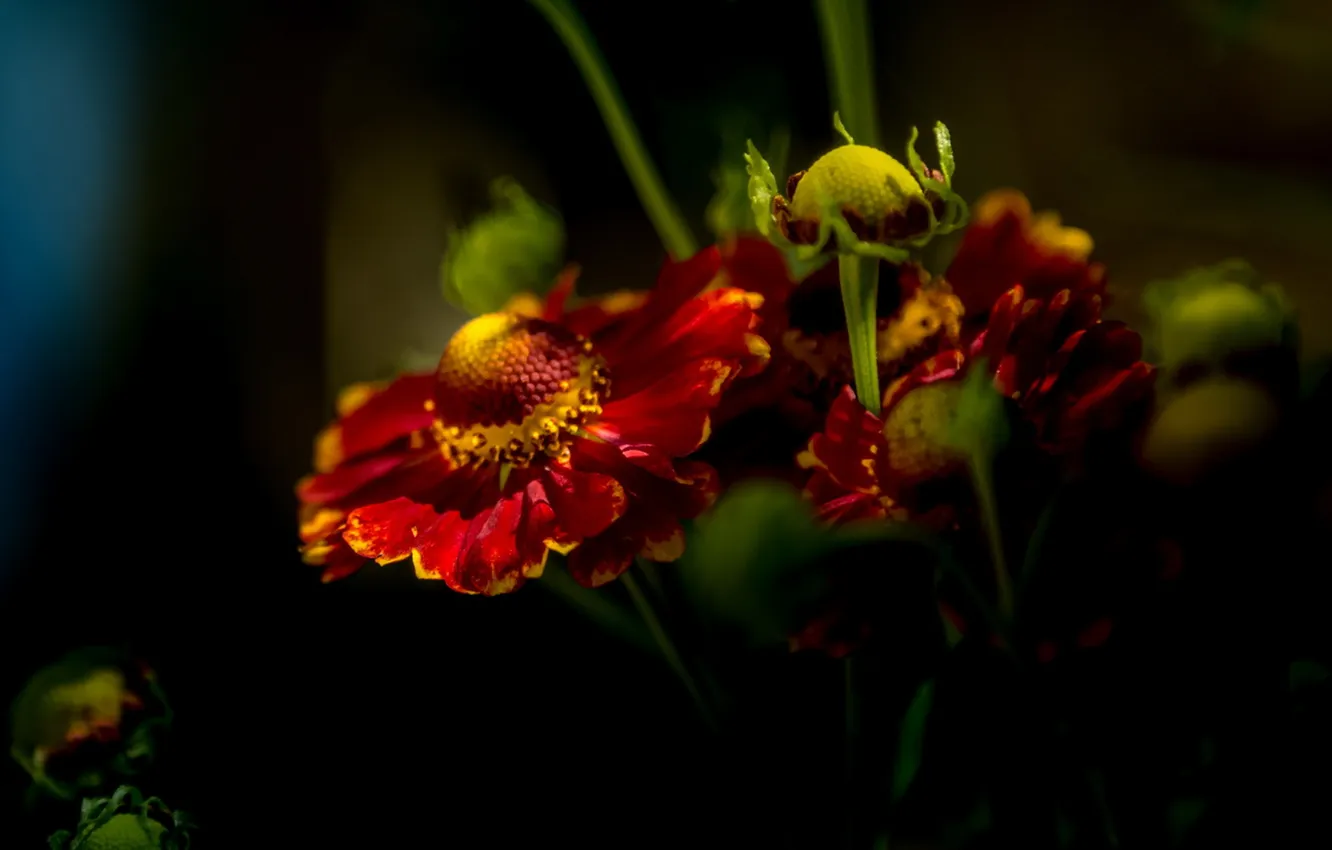 Photo wallpaper flowers, nature, background