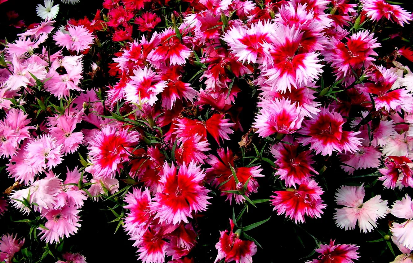 Photo wallpaper flowers, clove, motley