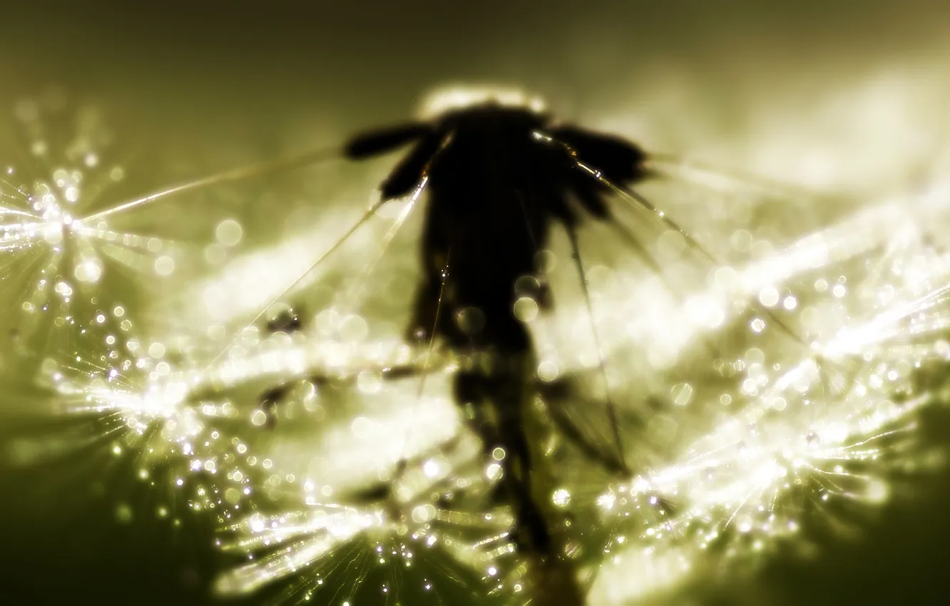 Photo wallpaper drops, Rosa, Morning Power