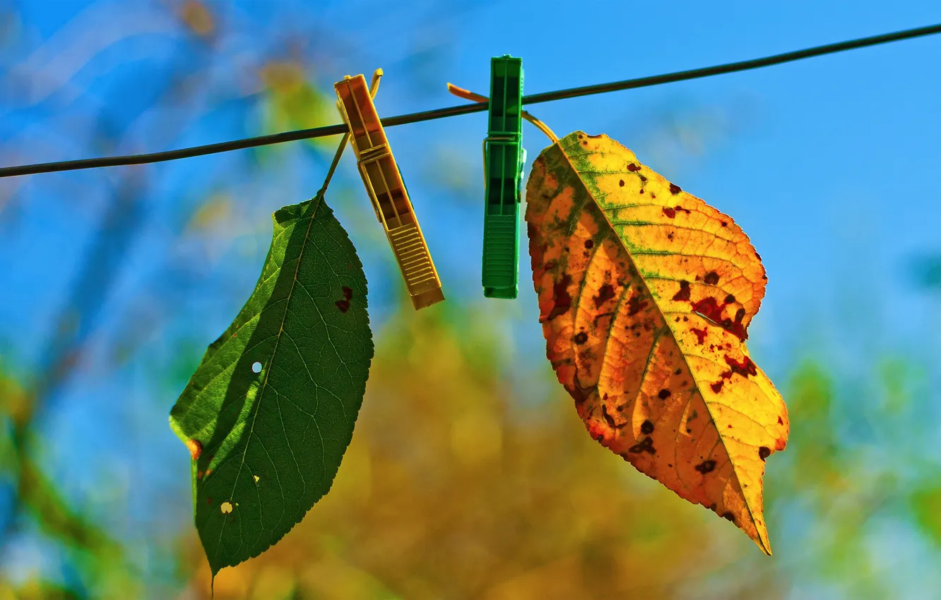 Photo wallpaper GREEN, YELLOW, LEAF, AUTUMN, ROPE, CLOTHESPINS