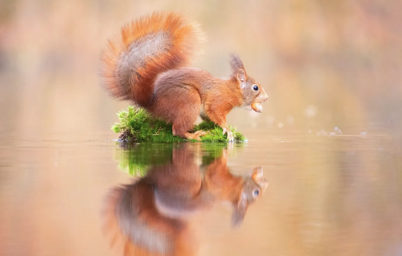 Photo wallpaper reflection, moss, protein, red, nuts, pond