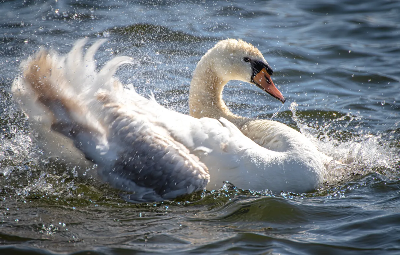 Photo wallpaper wave, white, water, light, squirt, bird, feathers, bathing