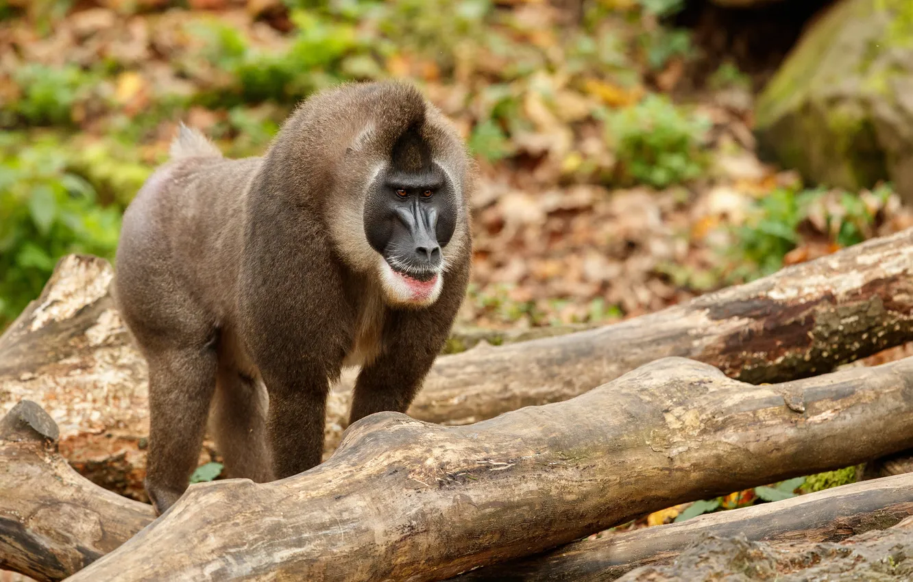 Photo wallpaper monkey, nature, resting, drill, mandrillus, Area, Habitat, leucophaeus