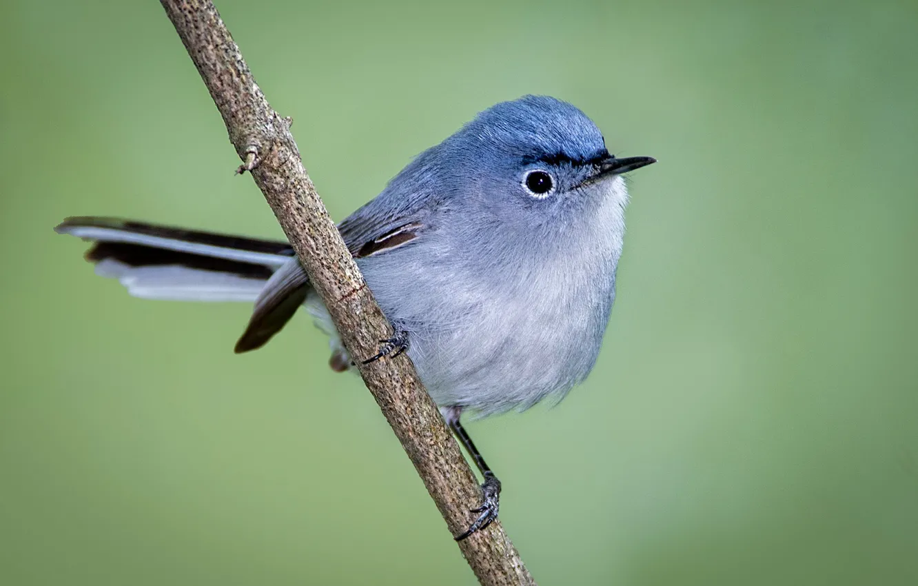 Photo wallpaper bird, branch, beak, tail, blue Komarovka
