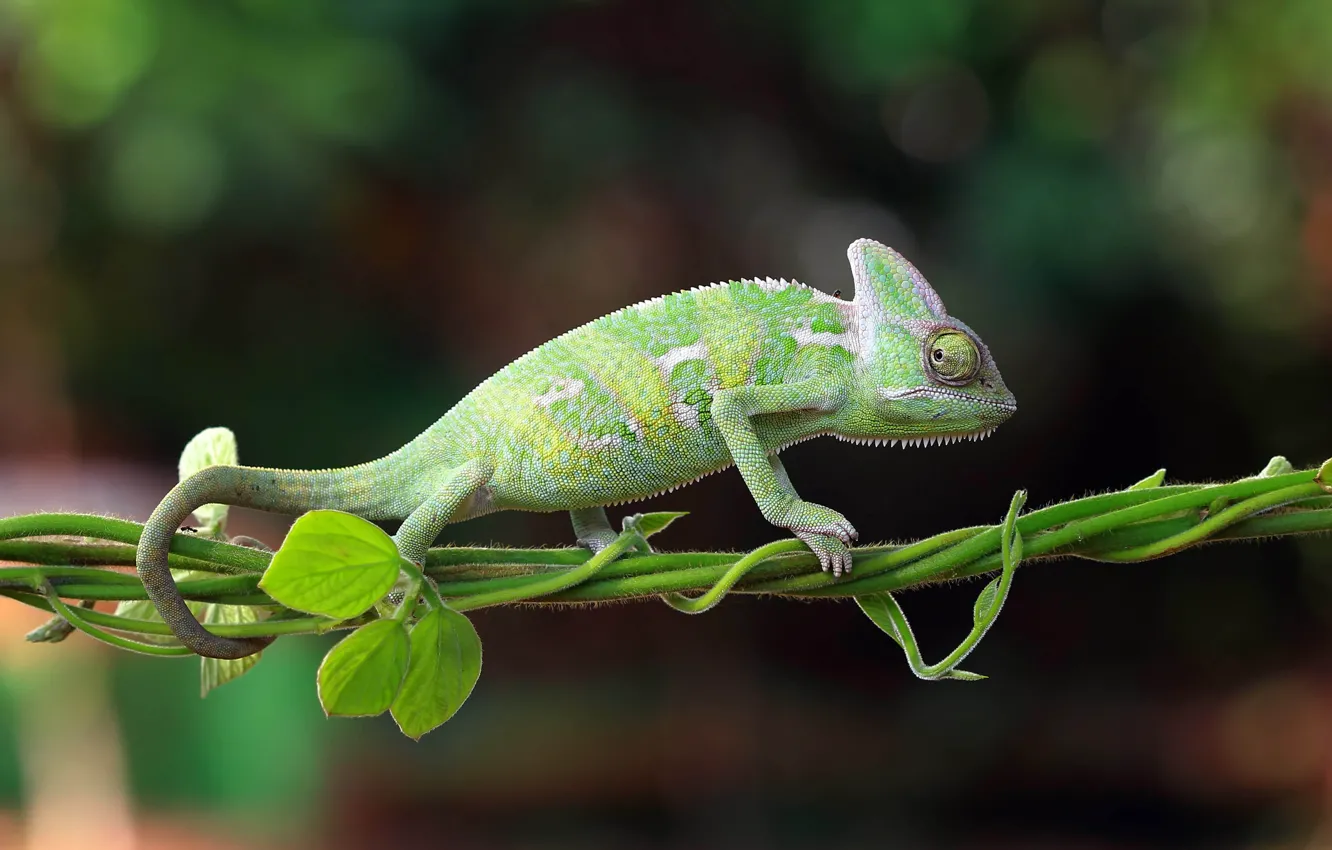 Photo wallpaper nature, chameleon, Indonesia