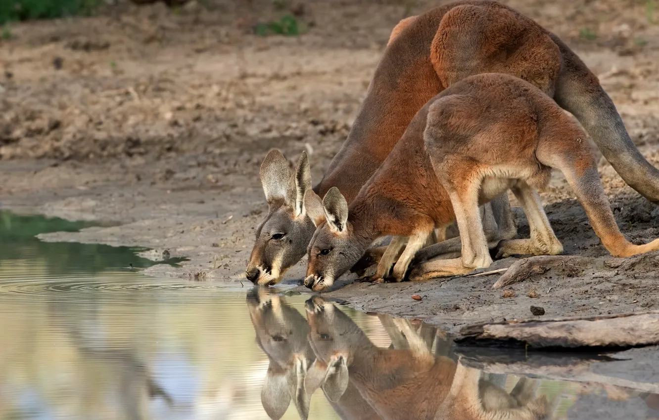 Photo wallpaper reflection, shore, two, kangaroo, pair, cub, drink, mom