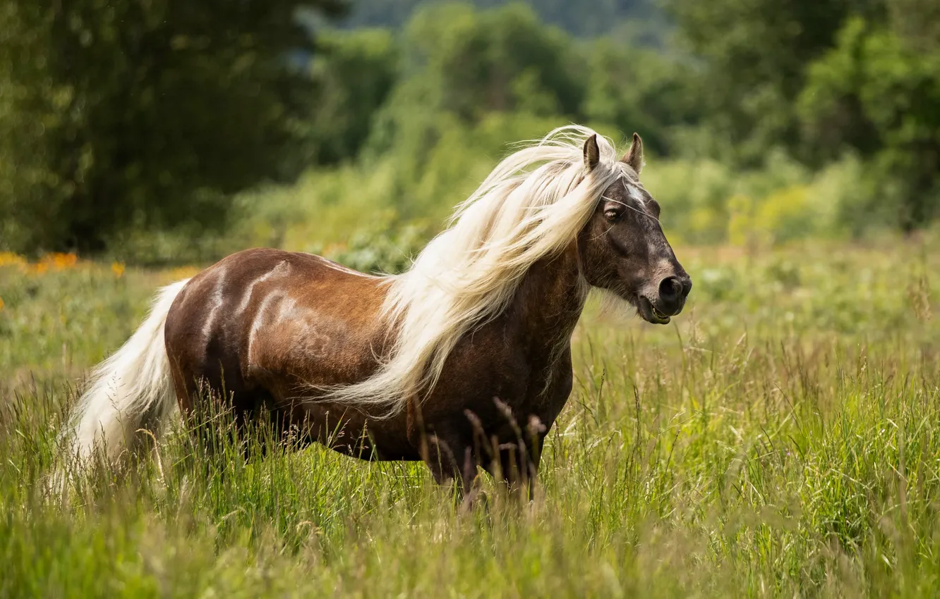 Photo wallpaper field, grass, horse, horse, breed, handsome