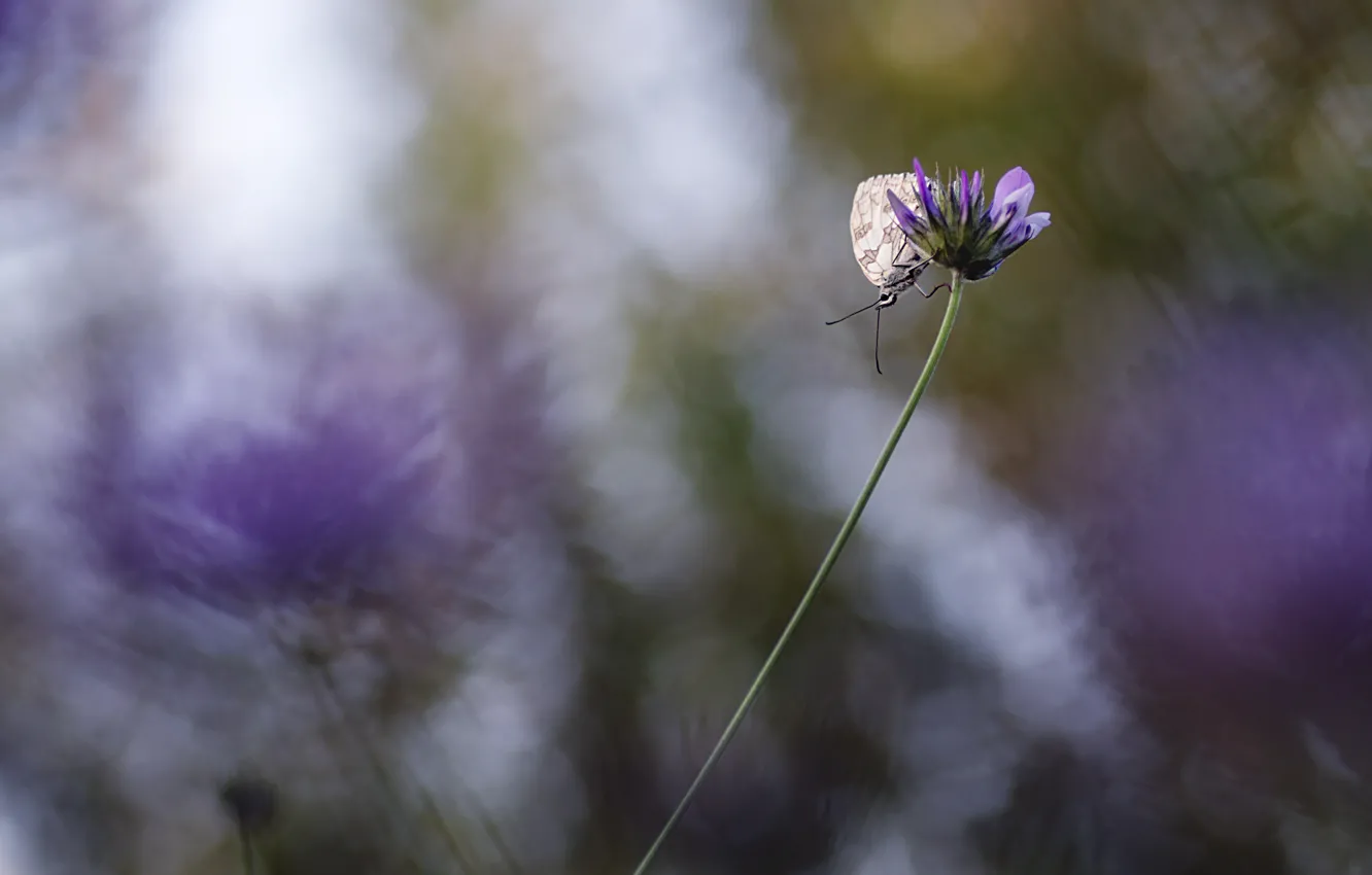Photo wallpaper macro, flowers, butterfly, Wallpaper from lolita777