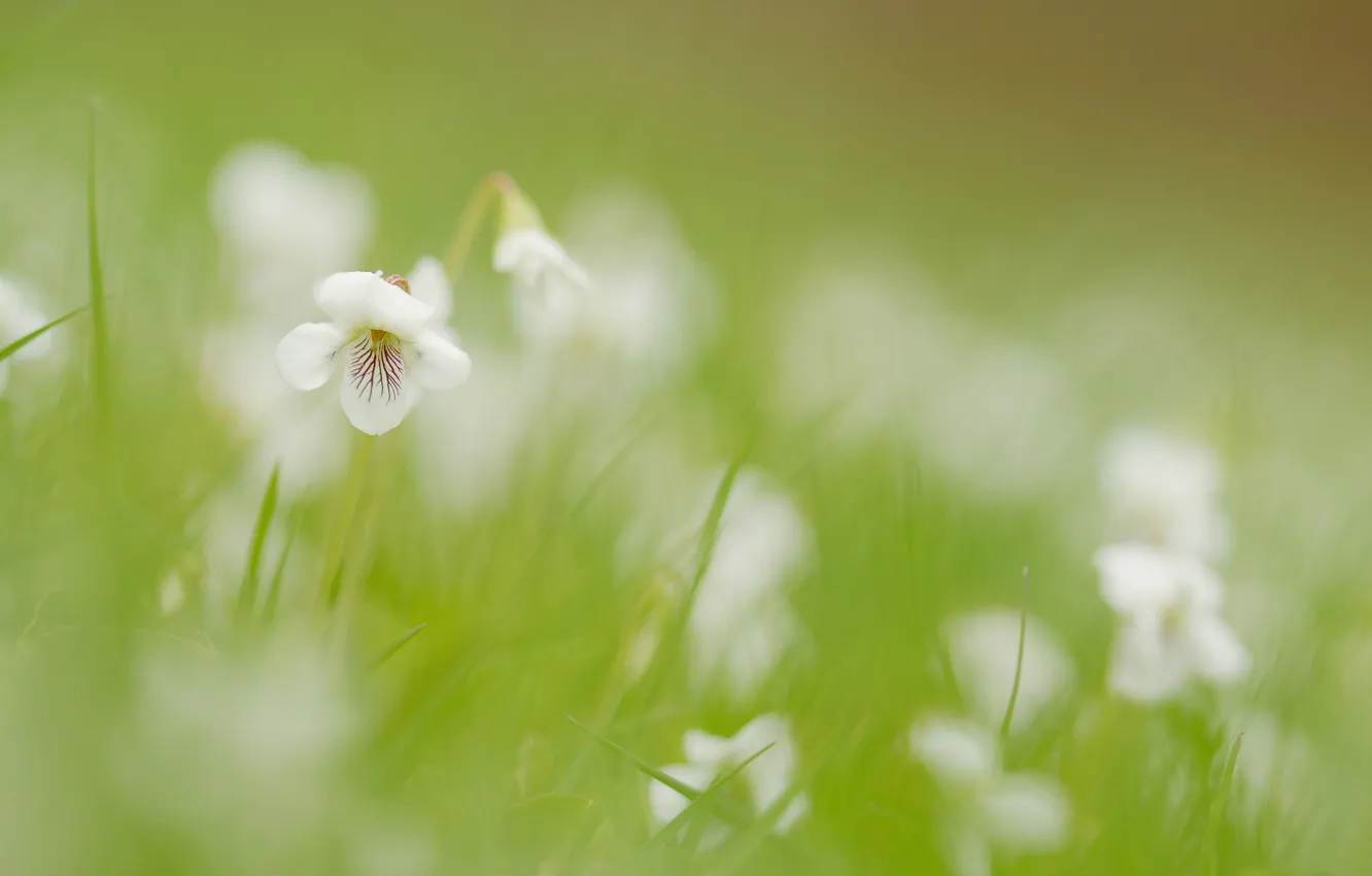 Photo wallpaper field, grass, flowers, blur, white