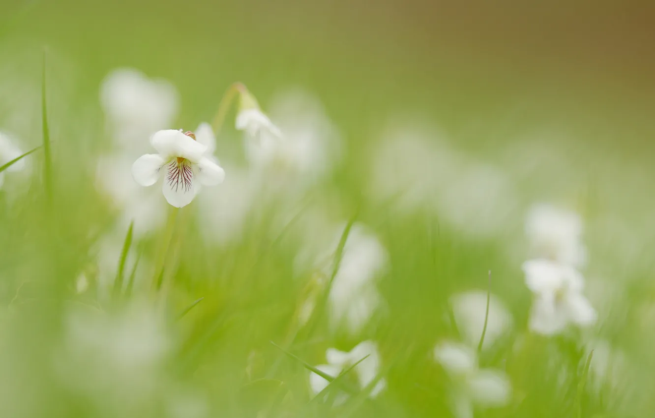 Photo wallpaper field, flower, grass, flowers, blur, white