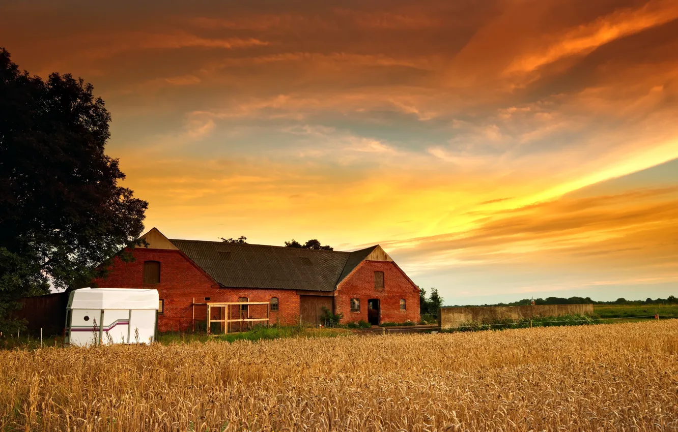 Photo wallpaper wheat, the sky, leaves, the sun, clouds, trees, nature, house
