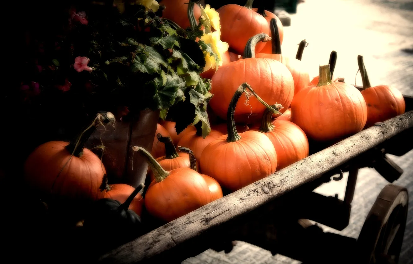 Photo wallpaper Pumpkins, autumn, orange, fall, cart