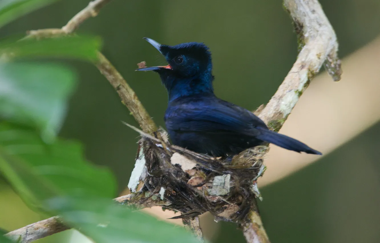Photo wallpaper branches, bird, beak, Shinning Flycatcher