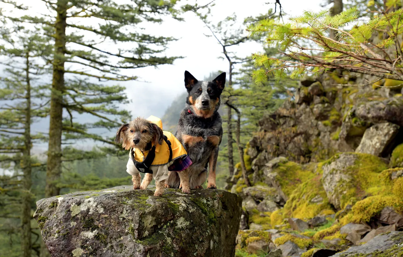 Photo wallpaper dogs, nature, mountain