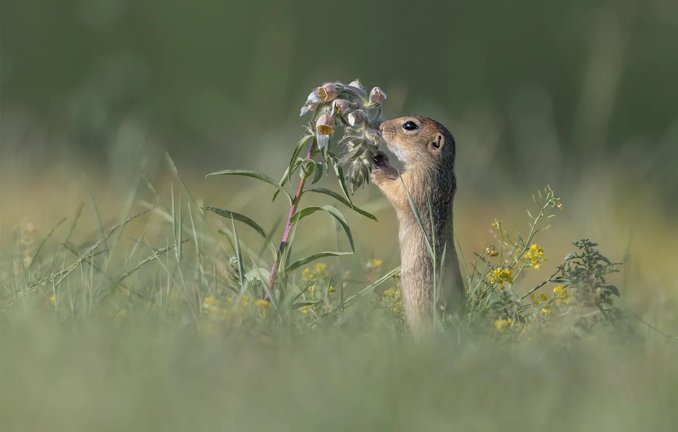 Photo wallpaper summer, flowers, glade, gopher, stand, bokeh