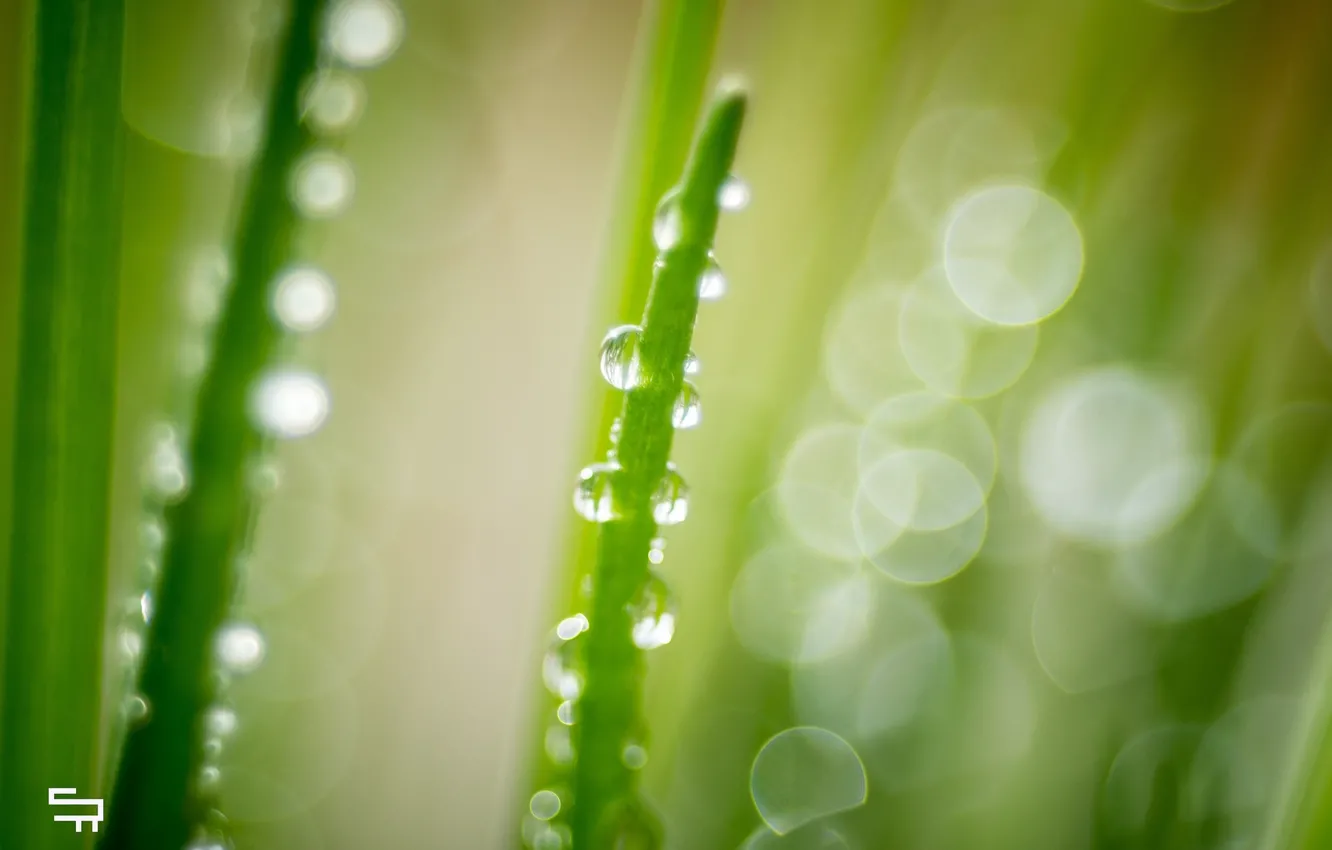 Photo wallpaper summer, grass, water, drops, macro, green, glare, color