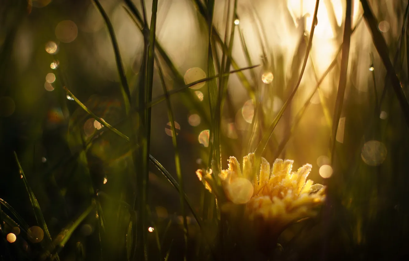 Photo wallpaper grass, the sun, macro, light, flowers, yellow, Rosa, glare