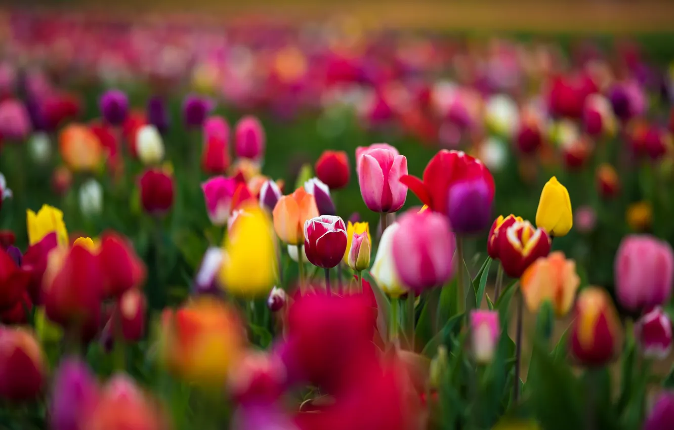 Photo wallpaper Pink, Green, Flowers, Yellow, RED, Tulips