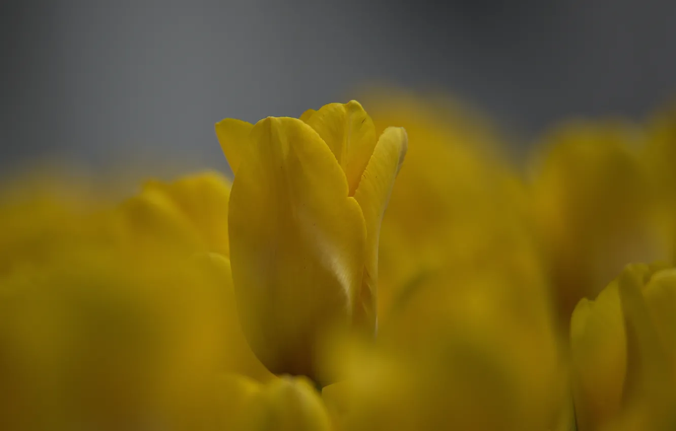 Photo wallpaper flowers, background, spring, bokeh, yellow tulips