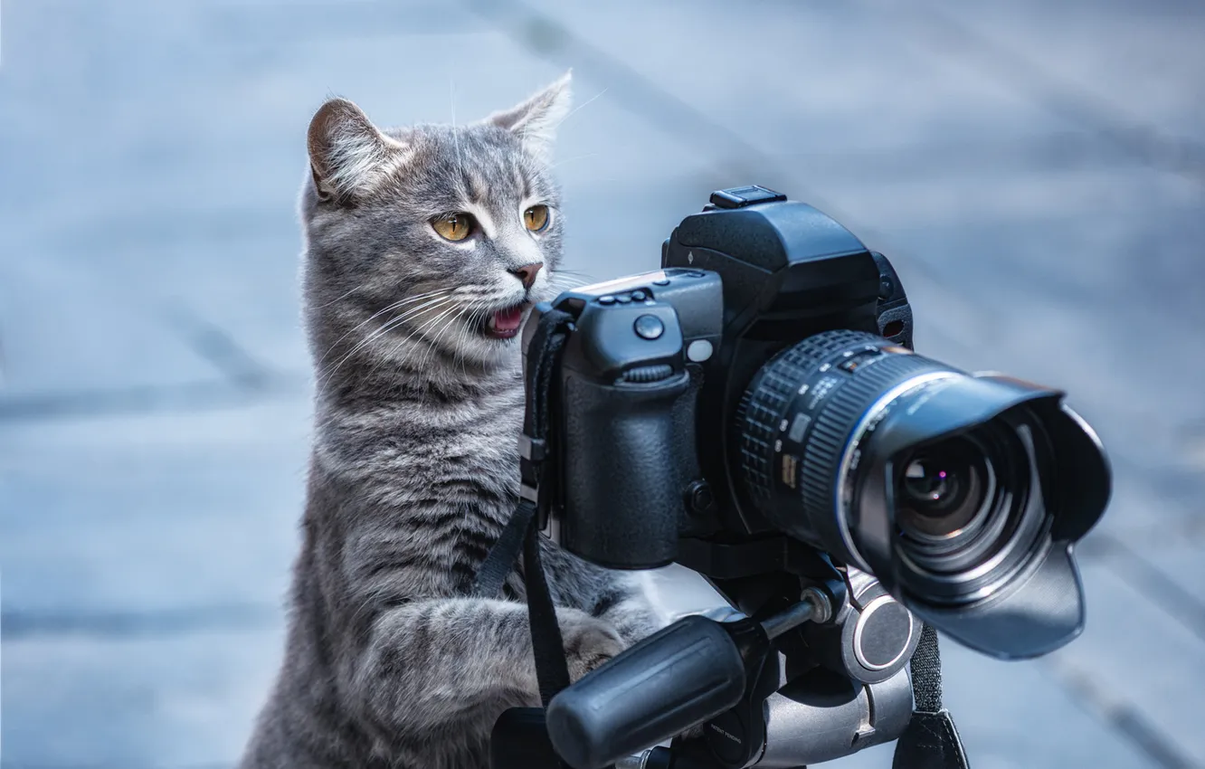 Photo wallpaper cat, cat, the situation, the camera, photographer, Alexander Chorny
