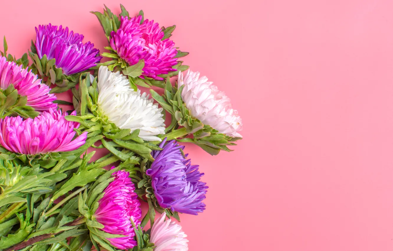 Photo wallpaper background, bouquet, Violet, pink, asters