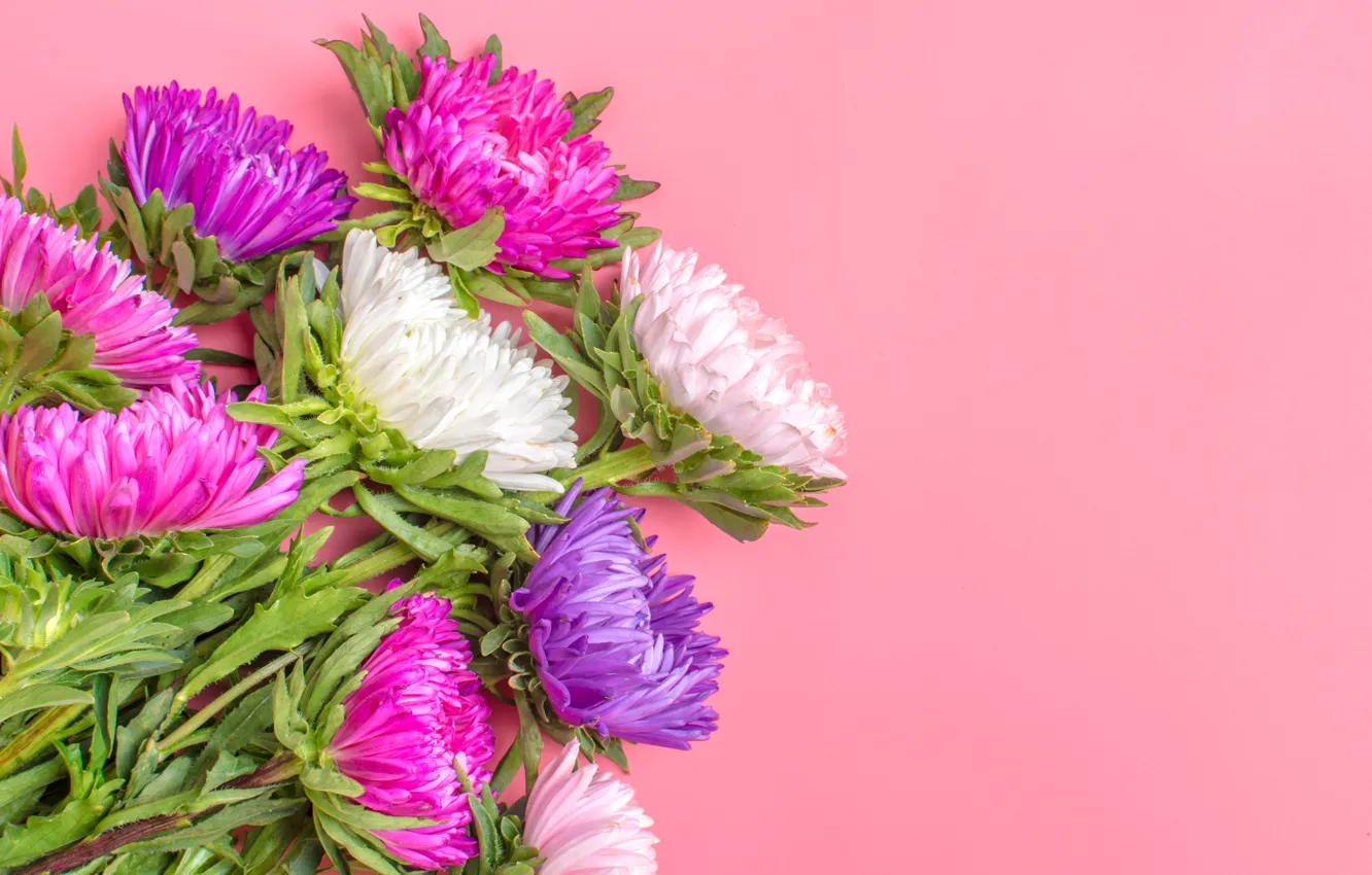 Photo wallpaper background, pink, bouquet, violet, asters