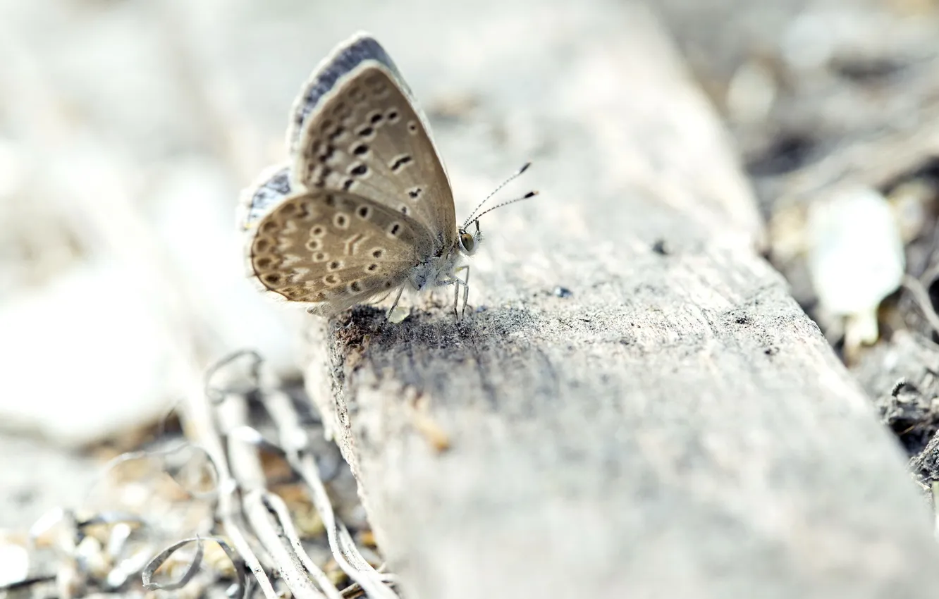 Photo wallpaper nature, background, butterfly