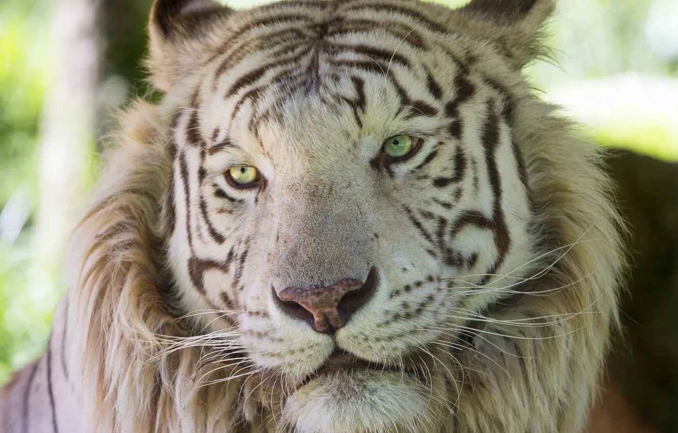 Photo wallpaper cat, face, white tiger, ©Tambako The Jaguar
