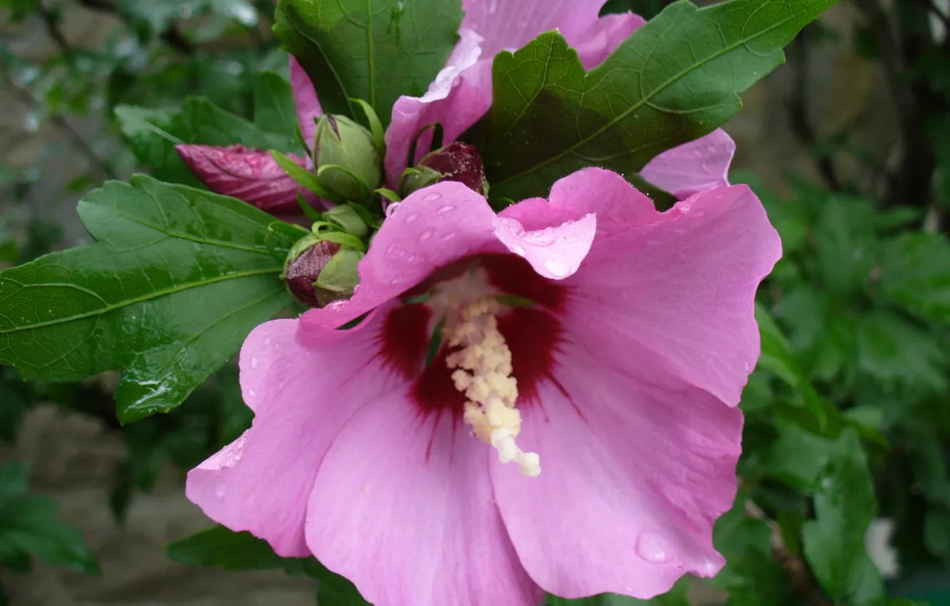 Photo wallpaper flowers, nature, lilac, mallow