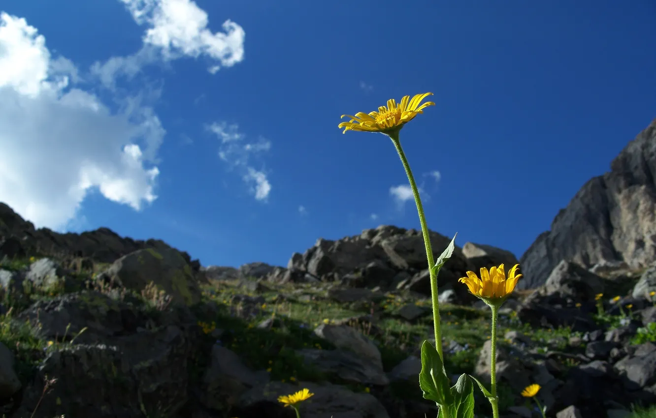 Photo wallpaper the sky, flowers, stones, plants