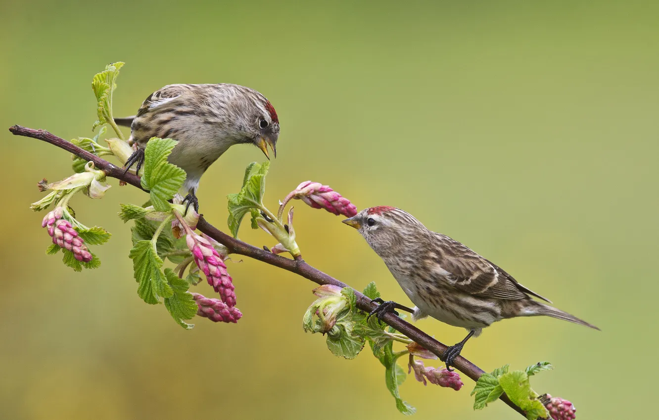 Photo wallpaper flowers, branches, nature, bird, two