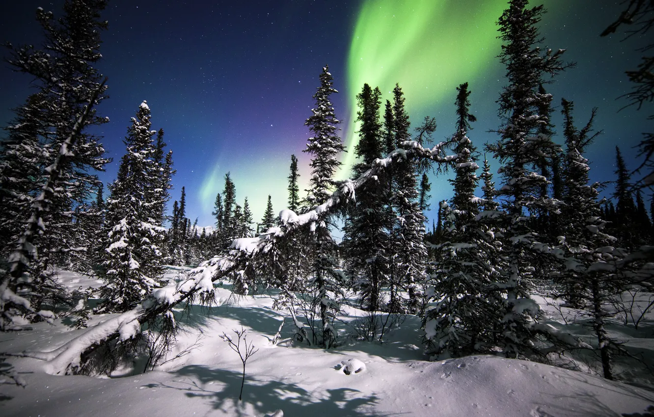 Photo wallpaper winter, forest, snow, trees, Northern lights, ate, Alaska, Alaska