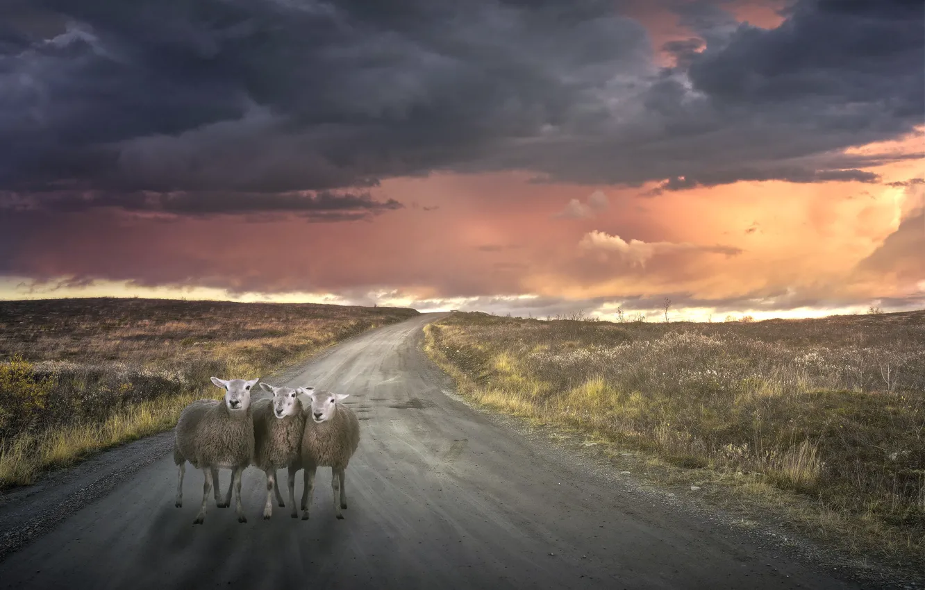 Photo wallpaper road, sunset, sheep, lost, empty, straying from the flock