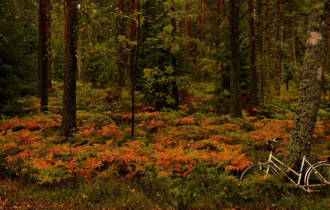Photo wallpaper autumn, forest, trees, bike, fern, Finland, Finland, Hanko