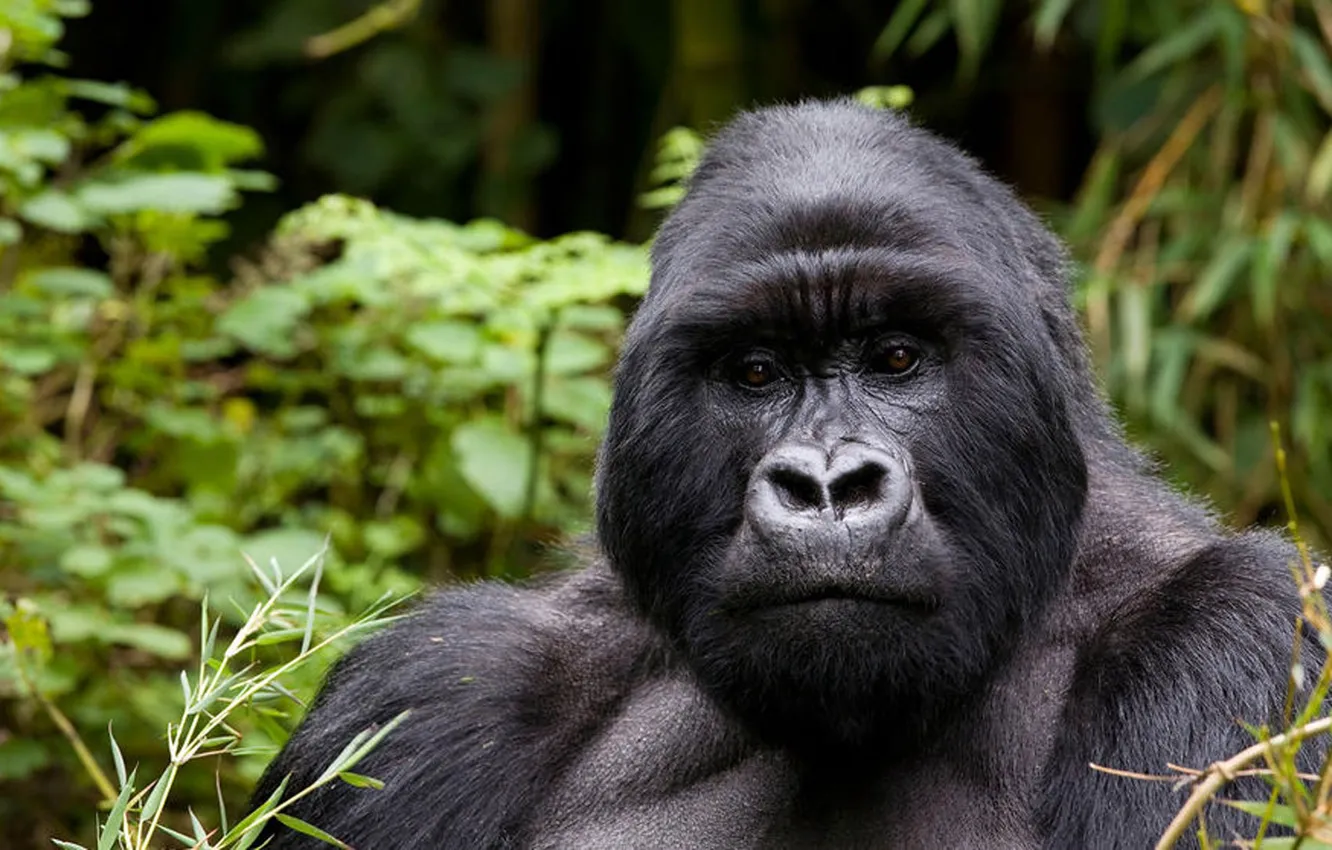 Photo wallpaper power, Africa, wildlife, gorilla. animal
