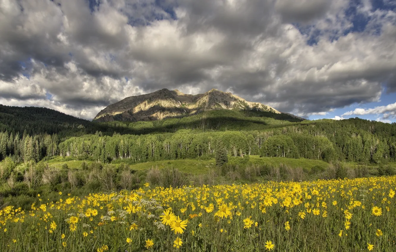 Photo wallpaper flowers, mountains, meadow, yellow