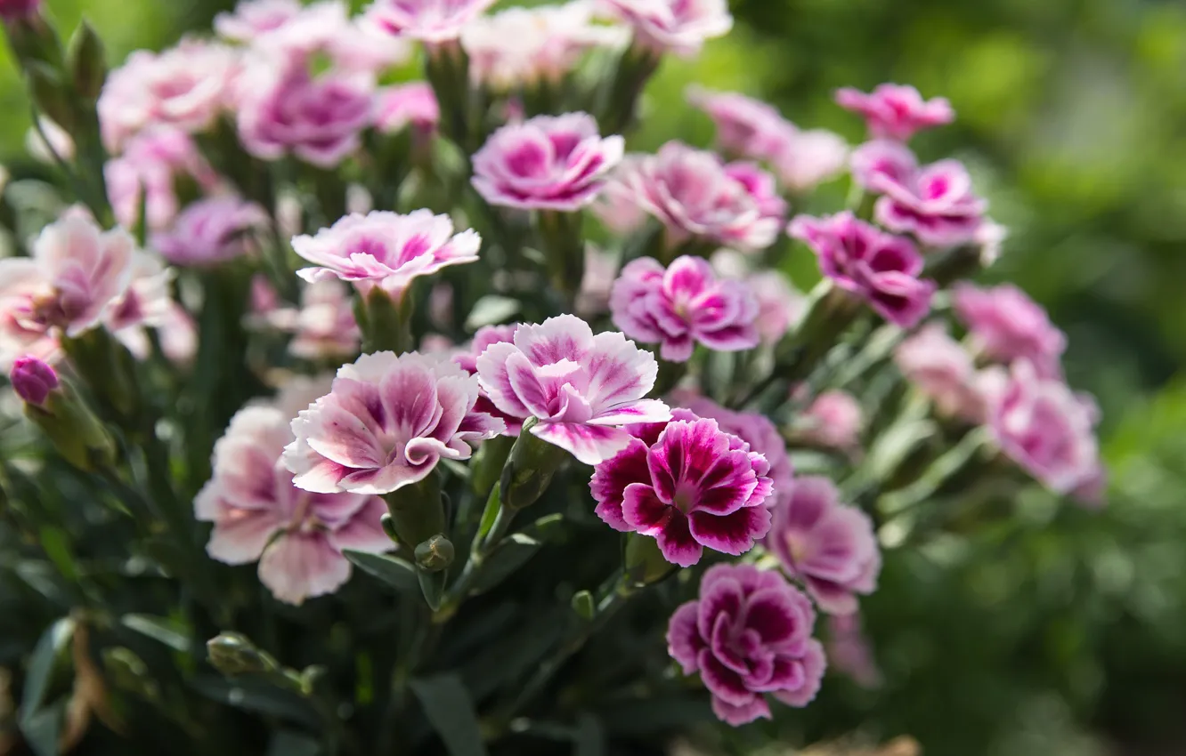 Photo wallpaper flowers, flowering, clove