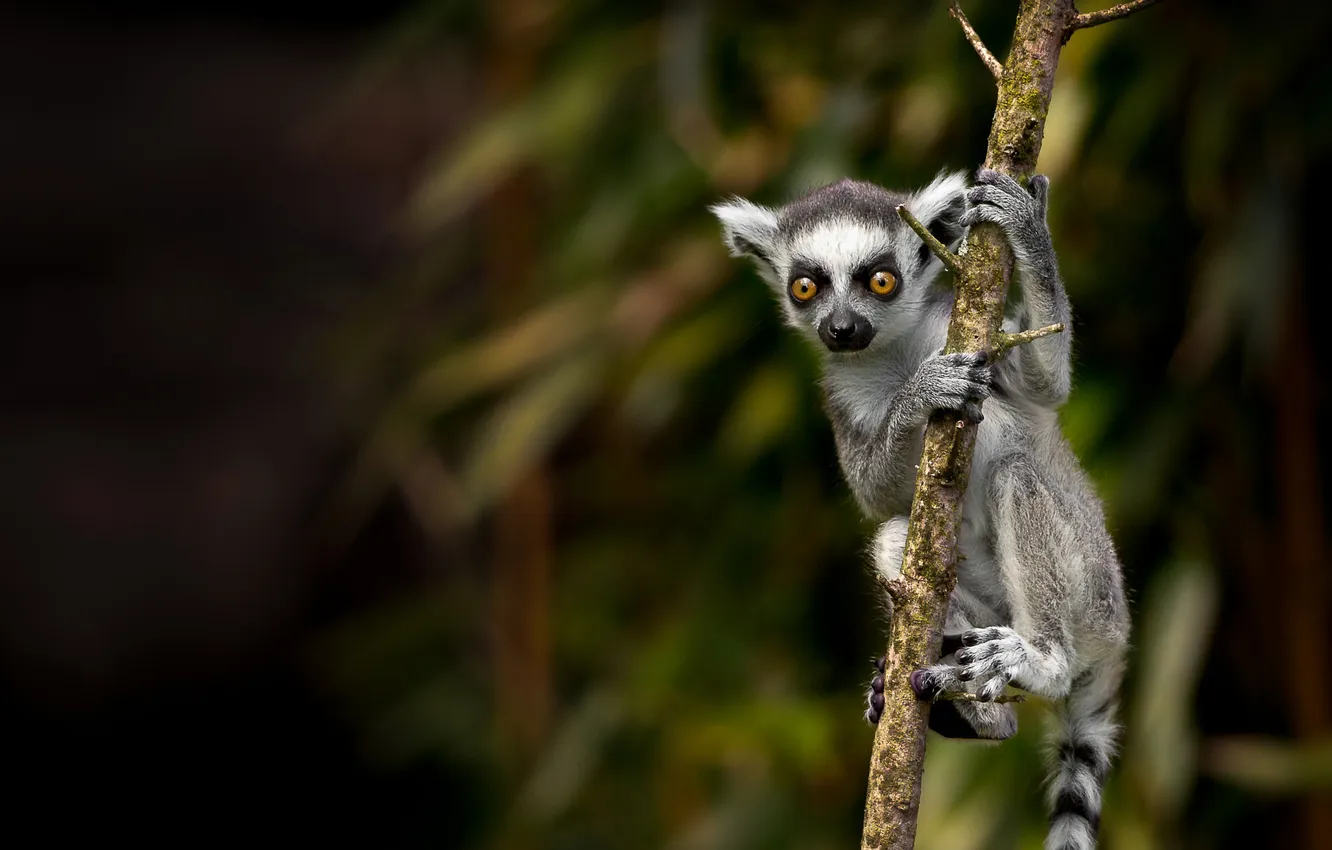 Photo wallpaper look, branches, pose, the dark background, legs, lemur, cub, face